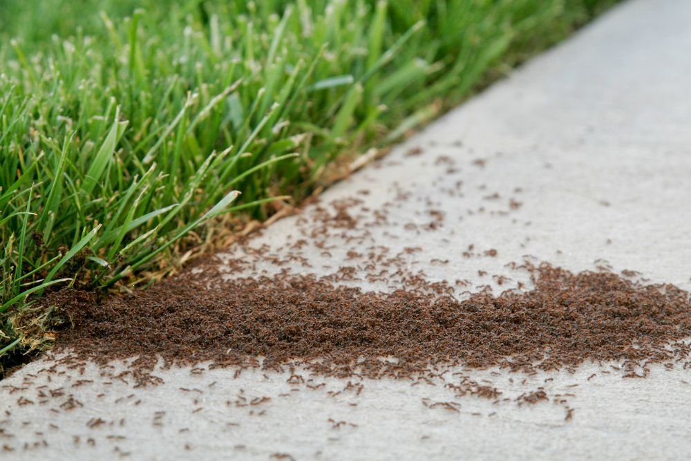 A swarm of ants on the sidewalk, illustrating the need for ant control services in San Francisco, CA.