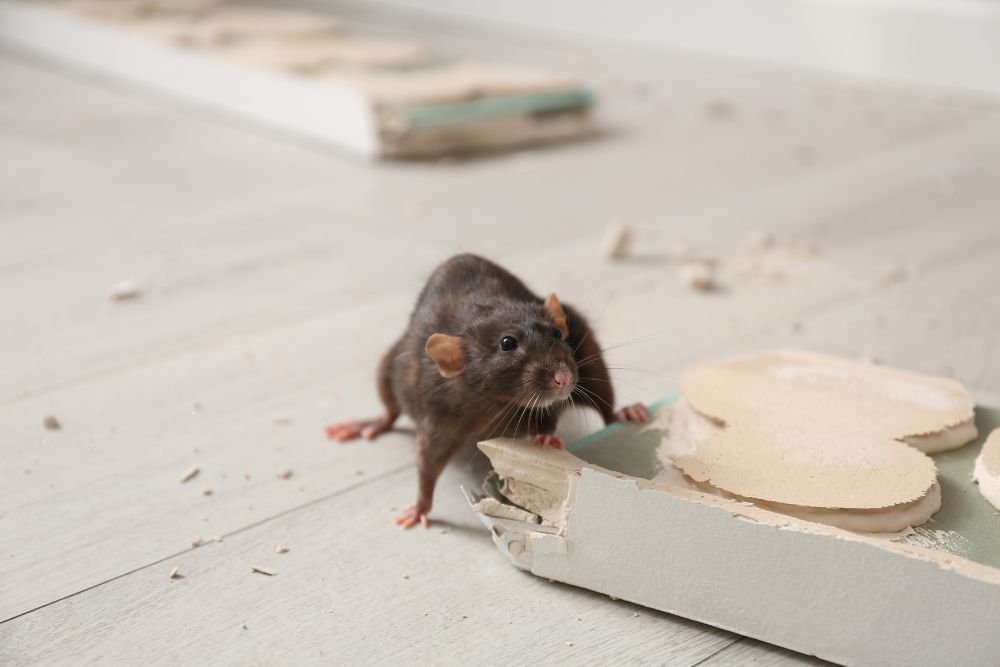 A rat on a wooden plank, illustrating the rodent control challenges faced in San Francisco, CA.