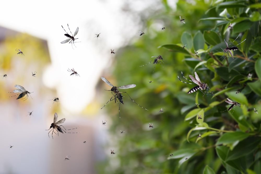 Mosquitoes hovering over a bush, illustrating the necessity for mosquito control services in San Francisco, CA.