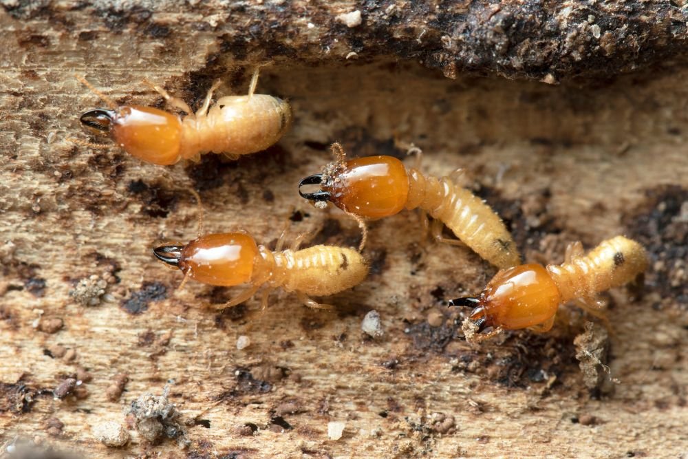 Termites on a log, showcasing the issue of termite infestations in San Francisco, CA, and the need for control services.