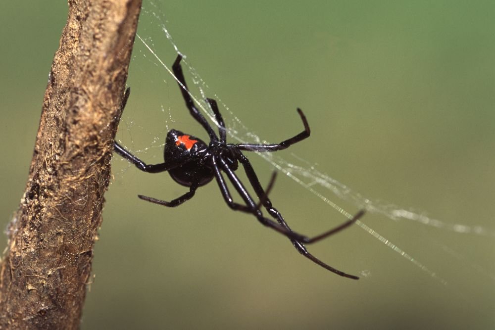 A black widow spider located on a branch, showcasing the relevance of spider control services in San Francisco, CA.