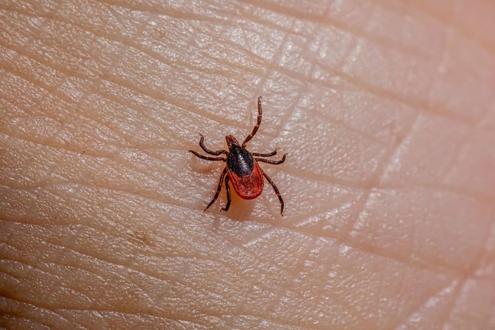A person's hand with a tick on it, illustrating the necessity for effective pest control in San Francisco, CA.