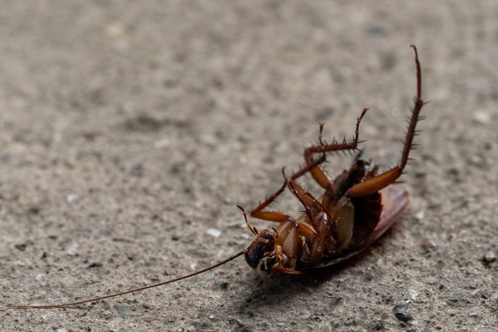 A lifeless cockroach on the ground, symbolizing roach control services in San Francisco, CA.